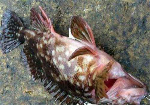 背鳍有毒的鱼“石九公”多少钱一斤（土著鱼多少钱一斤）