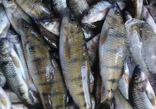 淡水石斑鱼多少钱一斤 淡水石斑鱼多少钱一斤2020