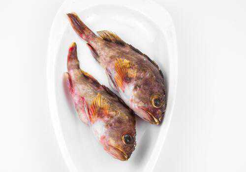 海水石斑鱼价格是多少钱一斤 海石斑鱼价格多少一斤多少