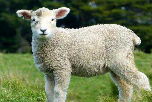 羊从出生到出栏大概要多久（羊的生长周期养一只羊要多久出栏）