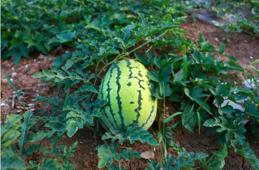 夏季西瓜的栽培技术要点介绍 西瓜的种植要点
