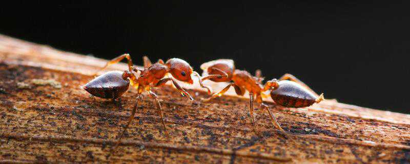 蚂蚁怎么繁殖 蚂蚁怎么繁殖过程图片