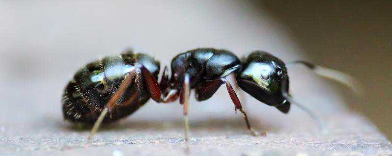 冬天到了蚂蚁怎么过冬 蚂蚁怎么过冬?
