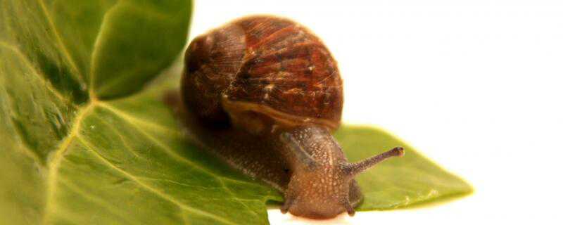 蜗牛怎么繁殖后代视频 蜗牛怎么繁殖后代