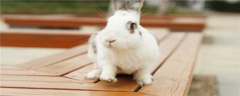 养小白兔要怎么养 养小白兔要怎么养好