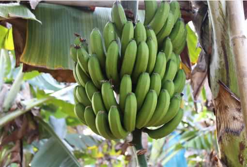 香蕉种植的时间