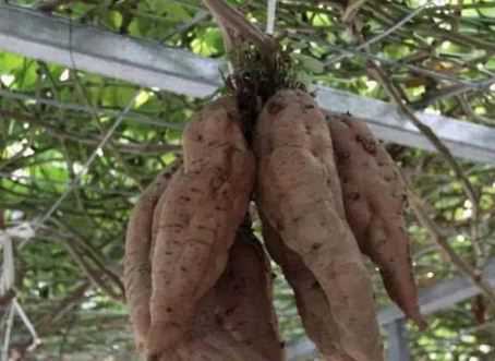 空中红薯栽培方法 空中红薯栽培技术要点有哪些