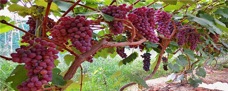 新疆葡萄种植技术 新疆葡萄种植技术培训