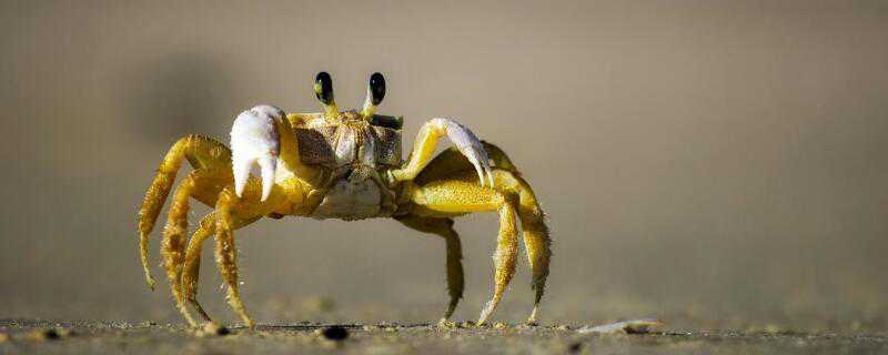 小海蟹怎么养 小海蟹怎么养吃什么