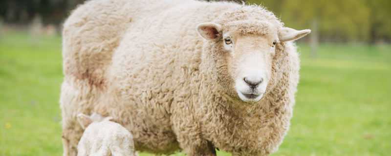 羊粪是酸性还是碱性 腐熟的羊粪是酸性还是碱性