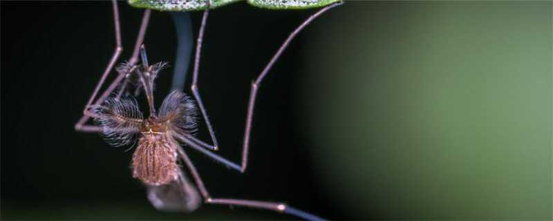 蚊子是怎么繁殖的 蚊子是怎么繁殖的 蚊子的的窝居然在这
