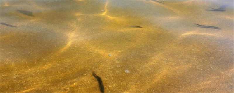 泥鳅自然繁殖方法 泥鳅是怎么繁殖的