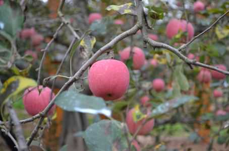 夏季苹果病虫害防治方法有哪些 夏季苹果病虫害防治方法有哪些图片