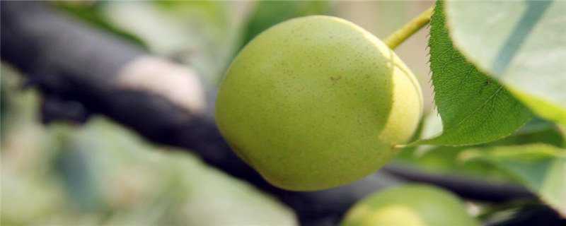 梨树栽培技术 秋月梨主干形梨树栽培技术