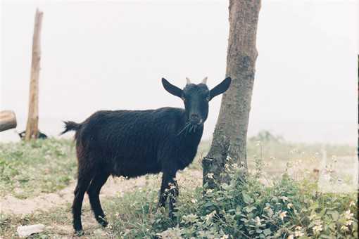 努比亚黑山羊市场价格多少钱一斤 黑山羊市场价格多少钱一斤