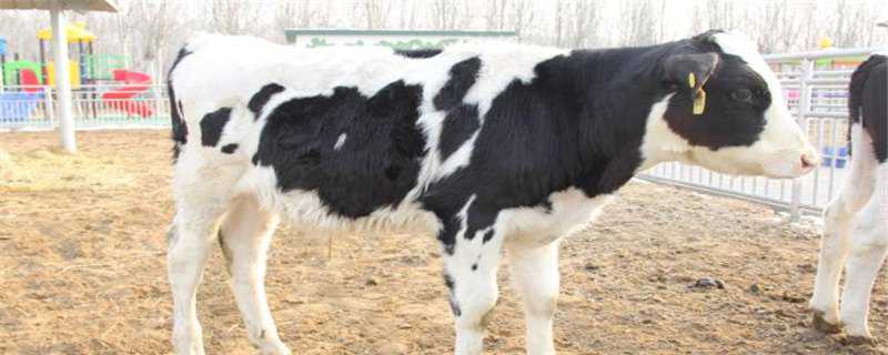 小母牛几个月可以受孕 新生母牛在多大月可以受孕