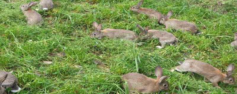 哪里有养殖野兔的（人工养殖野兔哪里有卖）