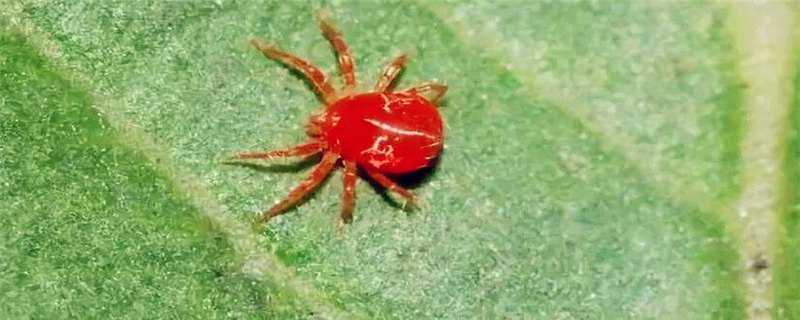 红蜘蛛的天敌是什么 红蜘蛛的天敌是什么虫