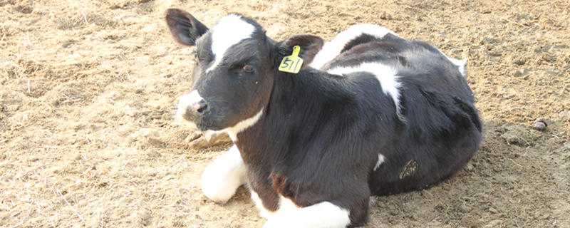 繁殖母牛的养殖技术（繁殖母牛的养殖技术书籍）