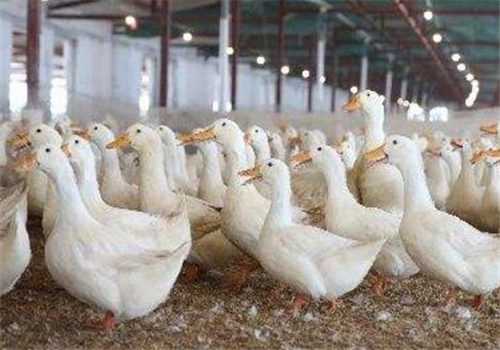 “中新鸭”正式加入肉禽界！养殖效益怎么样？