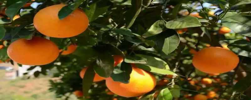 伦晚脐橙是什么季节的 伦晚脐橙什么时候成熟