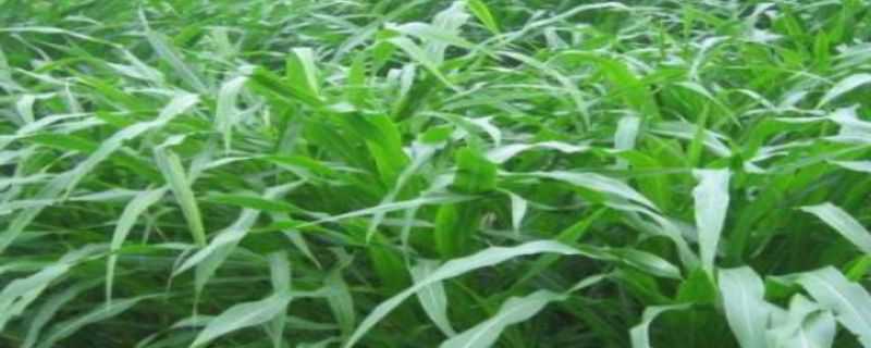 苏丹草种植技术 苏丹草种植技术和方法