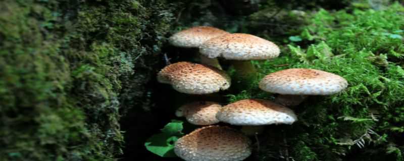 蘑菇种植技术 蘑菇养殖方法