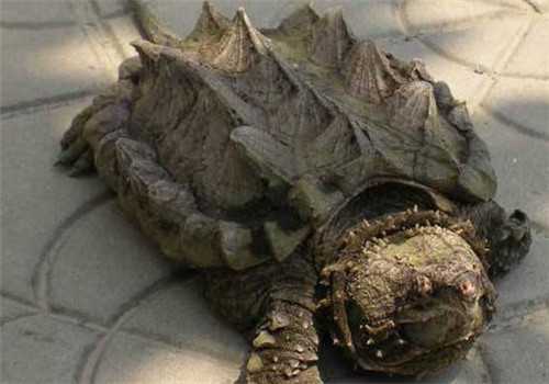 北美拟鳄龟养殖方法