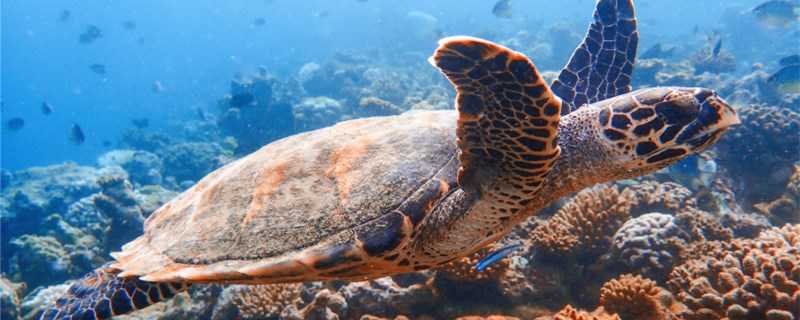 海龟是保护动物吗