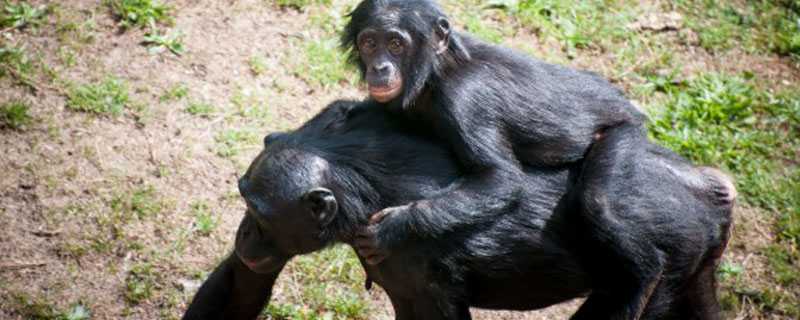 黑猩猩的敌人是谁 黑猩猩的天敌是什么