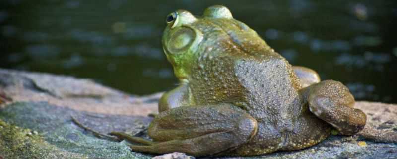 牛蛙是国家保护动物吗