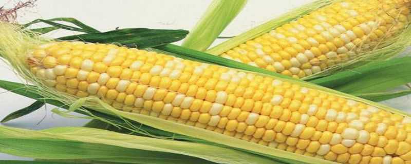 转基因玉米品种有哪些（哪些玉米品种是转基因玉米）