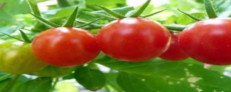大番茄的种植技术 大番茄的种植技术和管理