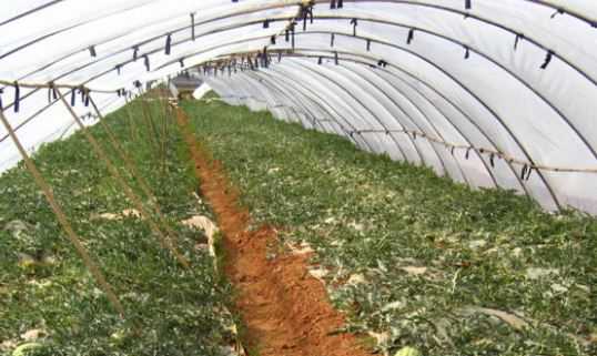 四膜大棚西瓜的栽培技术 四膜大棚西瓜的栽培技术与管理