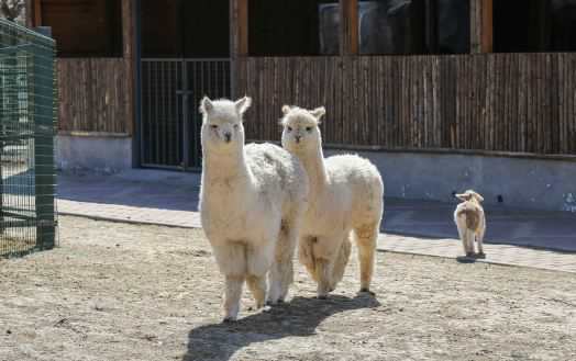 羊驼养殖的方向和养殖技术要点介绍 羊驼养殖注意事项