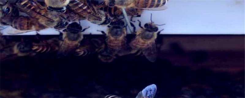 中蜂双王群怎么养 蜜蜂双王群的养殖技术