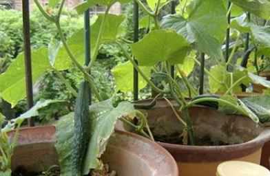 盆栽黄瓜的种植方法是什么