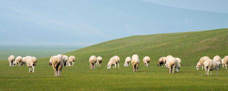 人工喂养小羊怎么成活