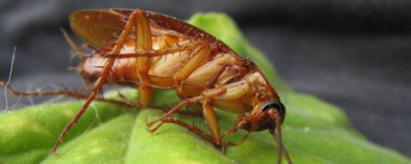 樱桃蟑螂怎么养 樱桃蟑螂怎么养?