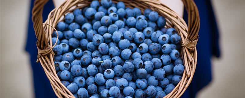 大棚蓝莓什么时候成熟上市 大棚蓝莓什么时候成熟