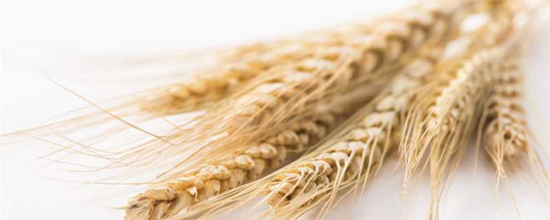 大麦什么时候成熟收割 大麦什么时候成熟