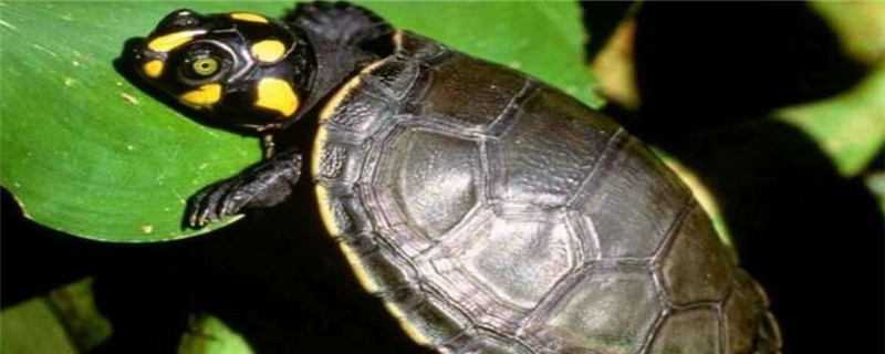 安缘龟的养殖方法