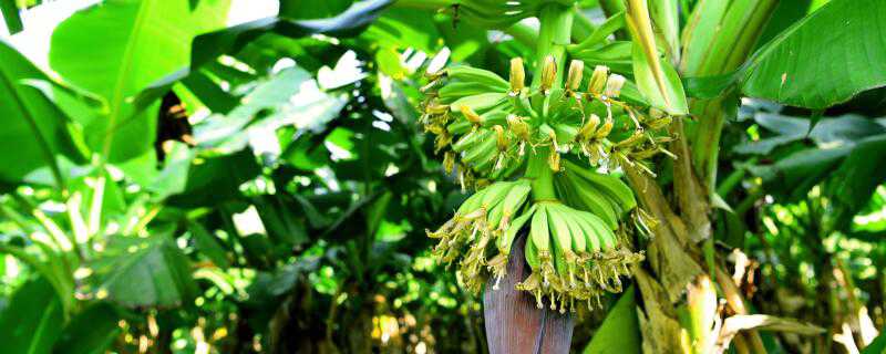 香蕉怎么种盆栽视频 香蕉怎么种盆栽