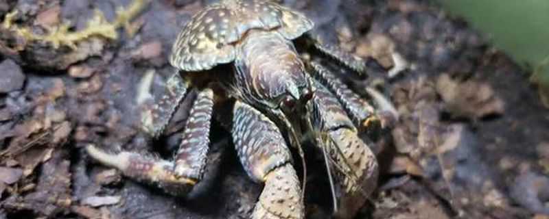 椰子蟹怎么养 椰子蟹怎么养 需要什么才能养叶椰子蟹