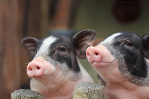 中国香猪北方养殖基地 全国唯—的香猪保种基地在哪里
