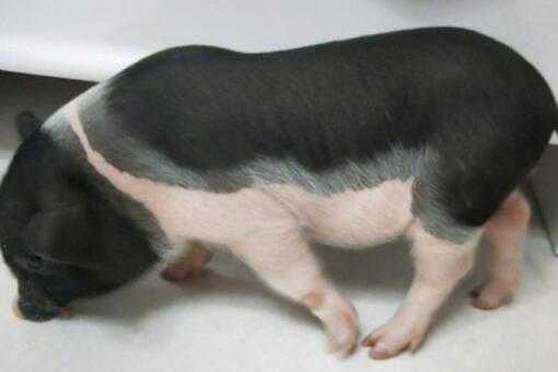 宠物猪能长多大