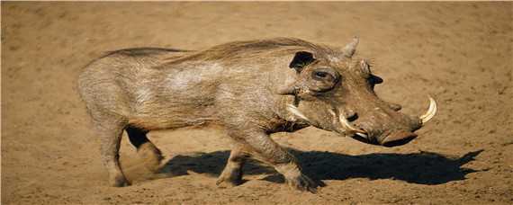 疣猪和野猪的区别 疣猪和野猪的区别在哪里