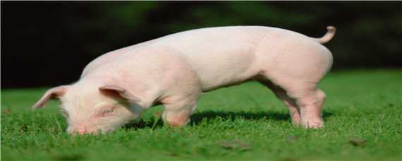土猪和普通猪的区别图片 土猪和普通猪的区别