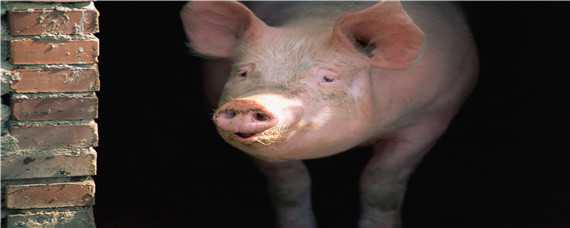瘦肉猪品种有哪些 什么品种猪是瘦肉型