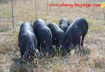 国家级猪新品种“豫南黑猪”介绍 河南黑猪品种